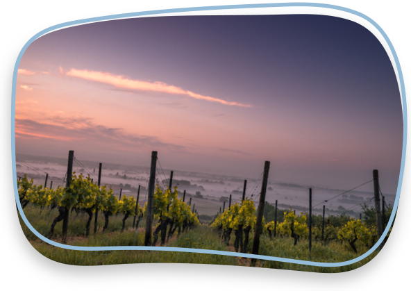 viñedo al atardecer