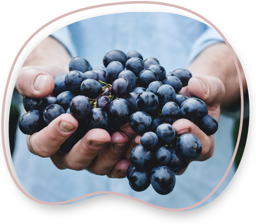 manos con un racimo de uvas